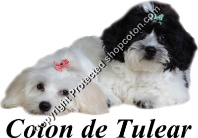 Coton Puppies