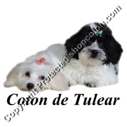 Coton Puppies