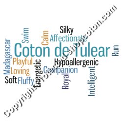 Coton Word Cloud